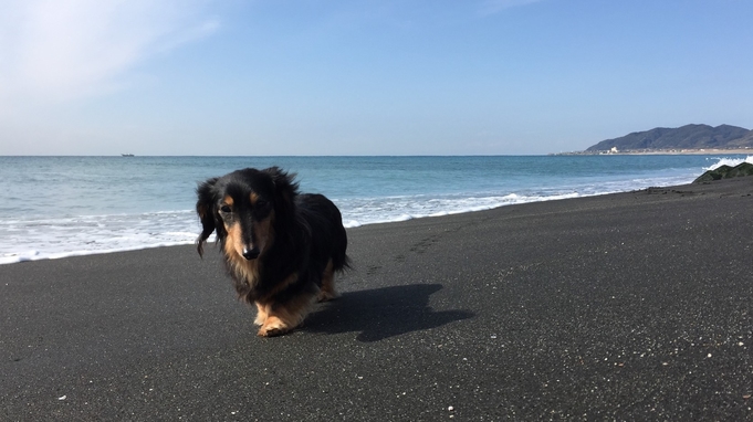 館内リニューアル ☆ペットと宿泊専用☆１泊素泊りプラン